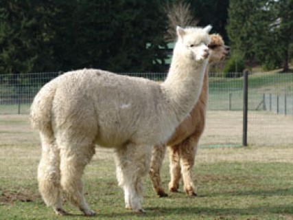 Alpaca For Sale - Lady Lucinda at Alpacas of Royalwood Farm